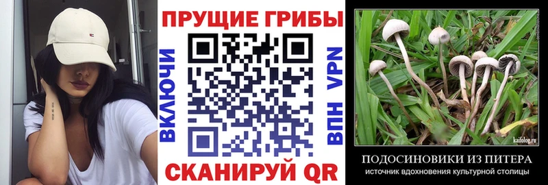 закладка Жуков Псилоцибиновые грибы прущие грибы